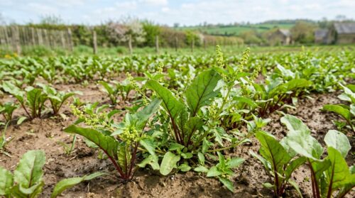 Adventice : la mercuriale annuelle, une plante indésirable agressive dans les cultures de betterave